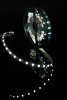 Светодиодная лента SWG 4,8W/m 60LED/m 2835SMD холодный белый 5M 001472